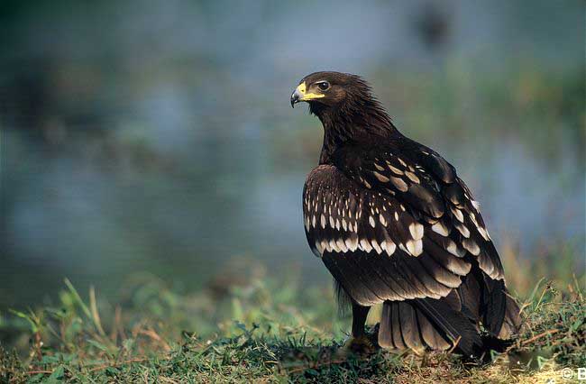 عقاب تالابی بزرگ